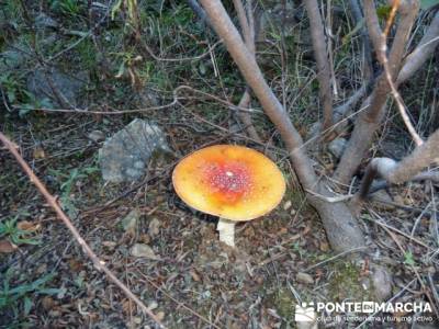 El Castañar de El Tiemblo , Un bosque mágico;foro de senderismo